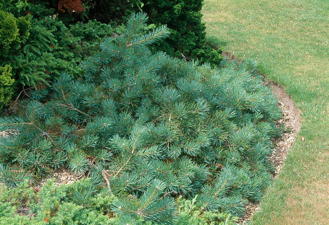 Pinus sylvestris 'Sport of Repens' (Dwarf Scots Pine)