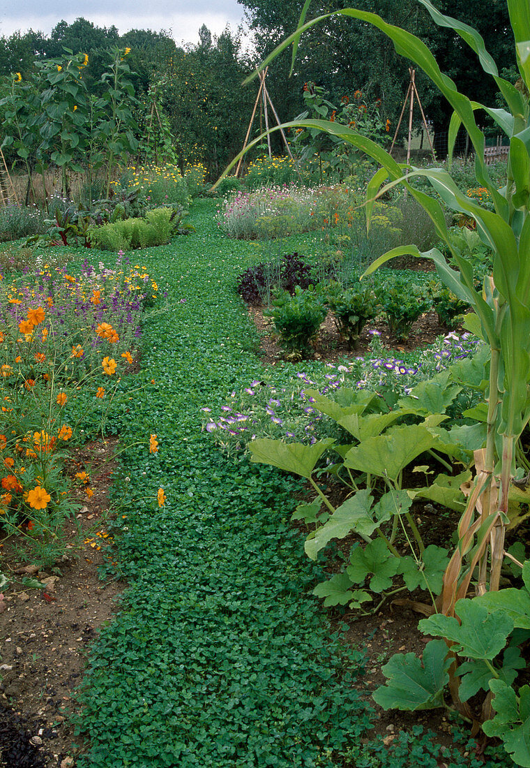 Path with clover