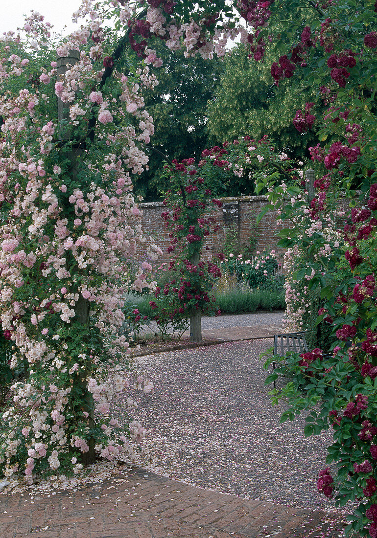 Rosa 'Debutante' 'Magenta' (rambler roses) overgrowing archway