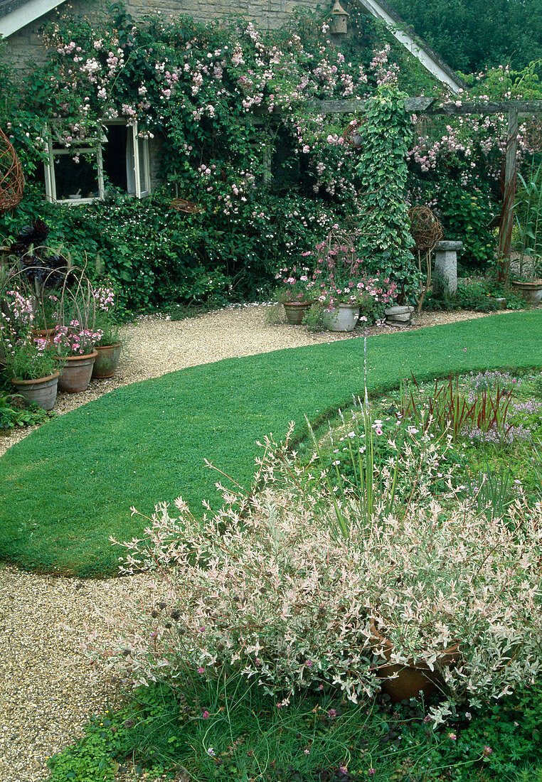 Lawn between herbaceous borders with grasses and overgrown house wall