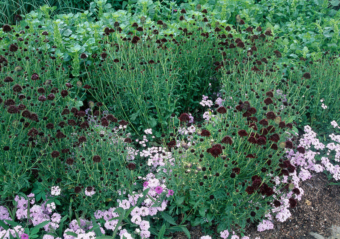 Knautia macedonica 'Black Knight' (Mazedonische Witwenblume), Verbena 'Silver Perlena' (Eisenkraut)