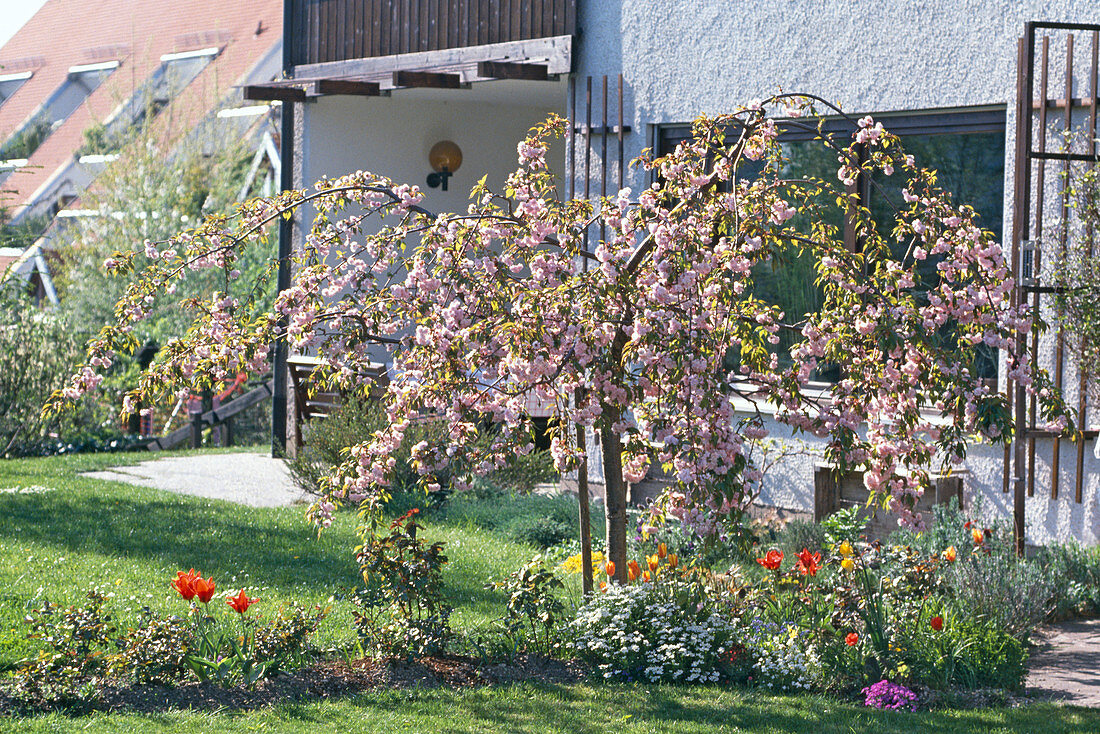 Prunus serrulata 'Kiku-Shidare-Zakura' (Hängende Nelken-Kirsche)