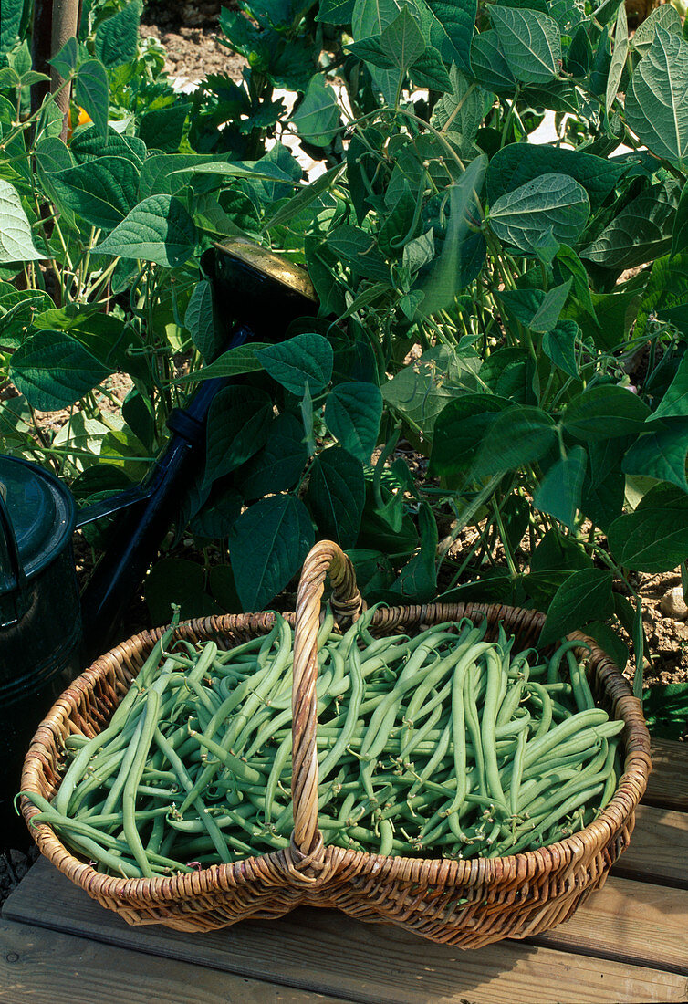 Basket with freshly picked bush beans (Phaseolus)