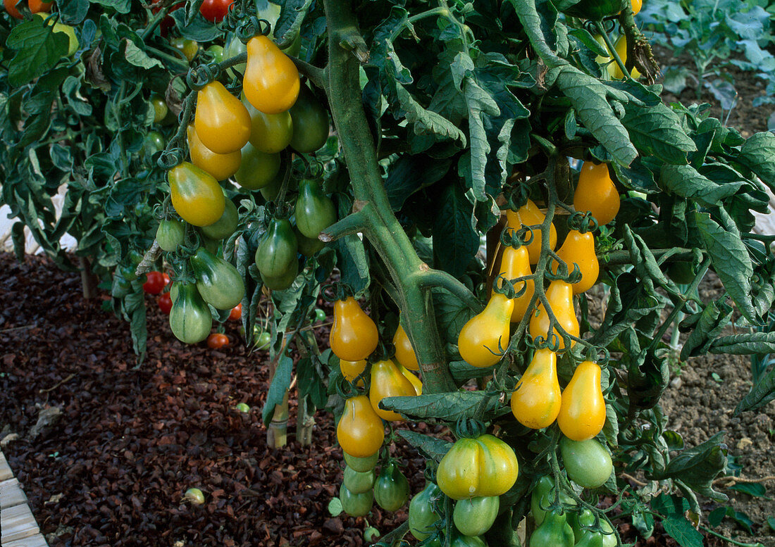 Tomato 'Yellow Pear' (Lycopersicon) in the border