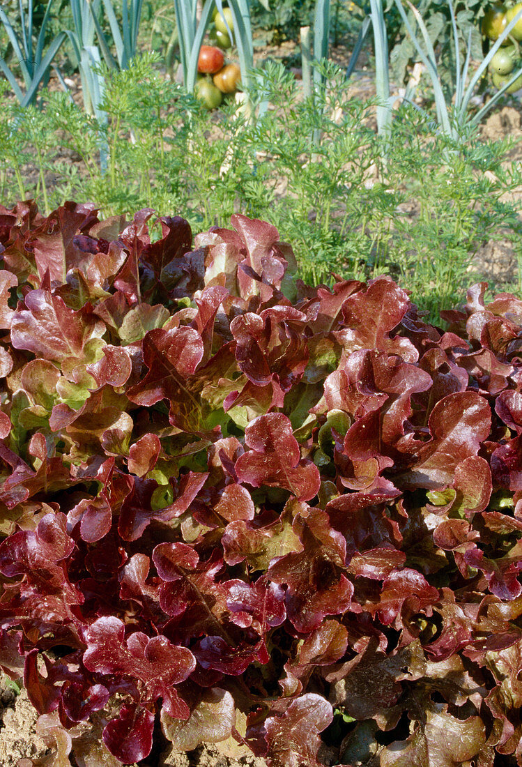 Picking lettuce 'Red oakleaf' (Lactuca) in the bed next to carrots, carrots (Daucus carota)