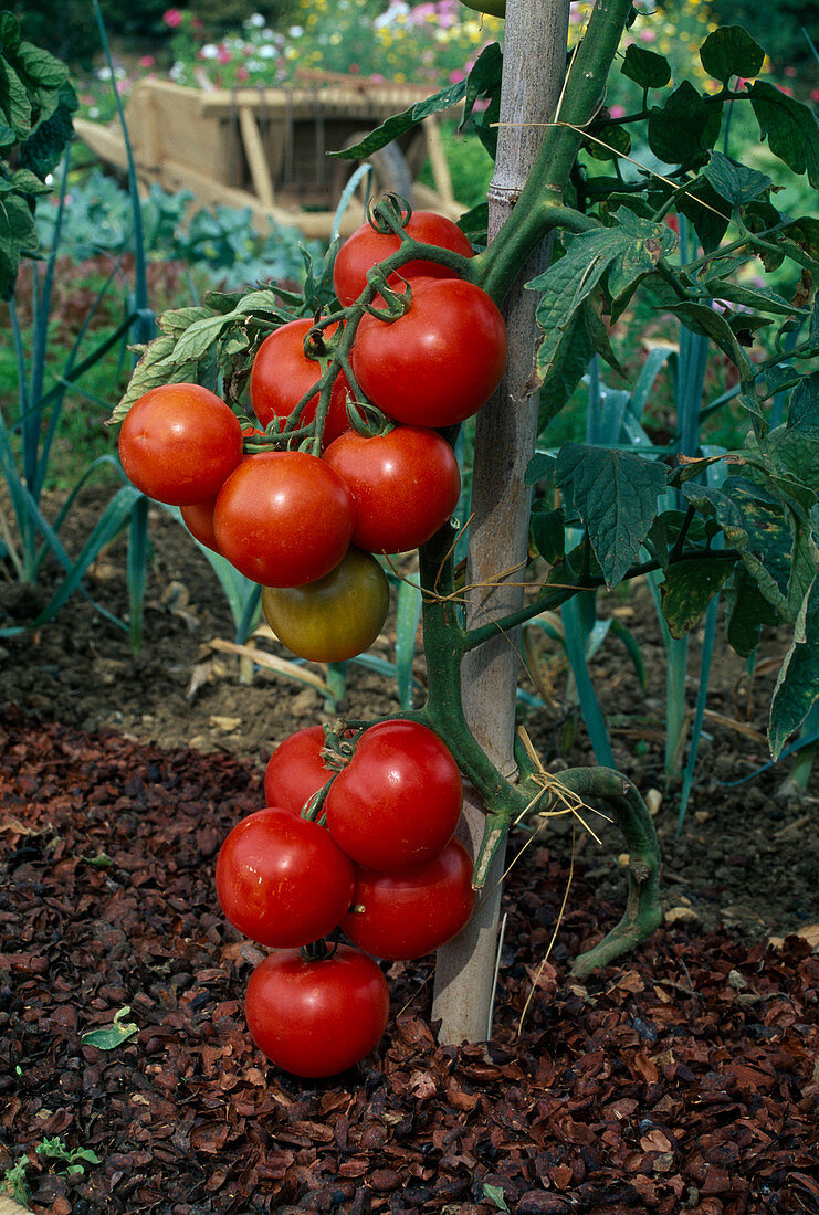 Tomatoes (Lycopersicon) in the bed