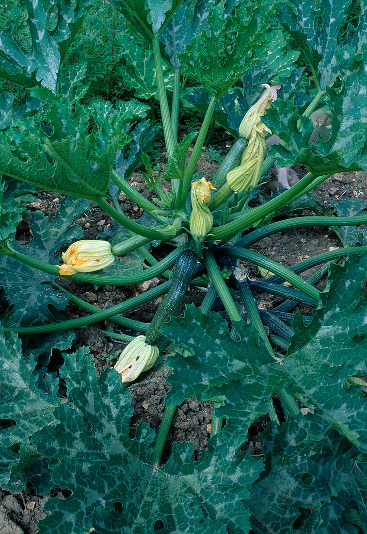 Zucchini (Cucurbita pepo) mit Früchten und verblühten Blüten im Beet