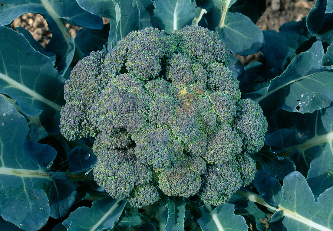 Broccoli (Brassica) in the bed