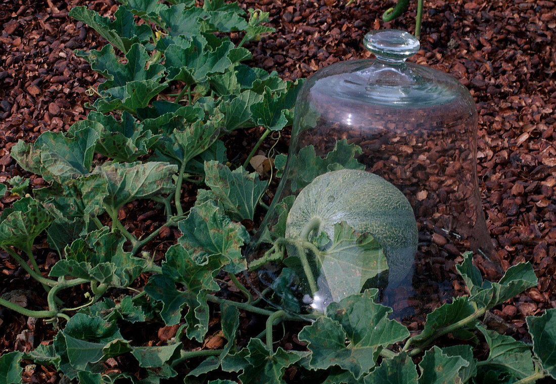 Fruit of melon (Cucumis melo) protected with glass bell jar