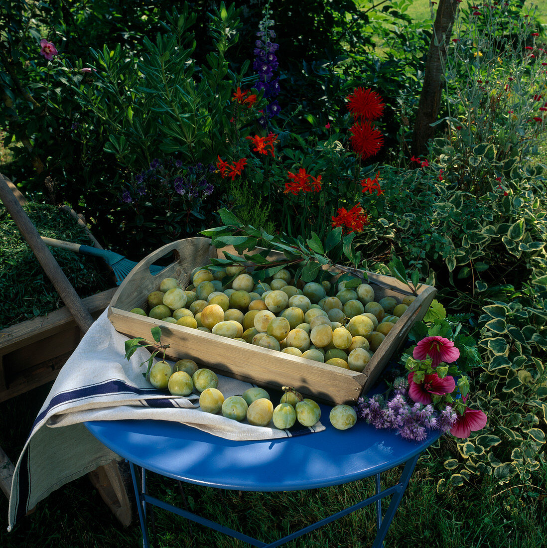 Freshly picked yellow plums (Prunus domestica)