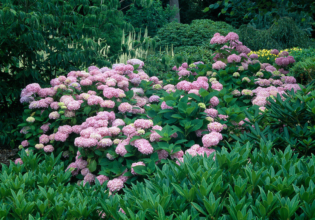 Hydrangea macrophylla 'Rosita' (Hortensie) zwischen Gehölzen