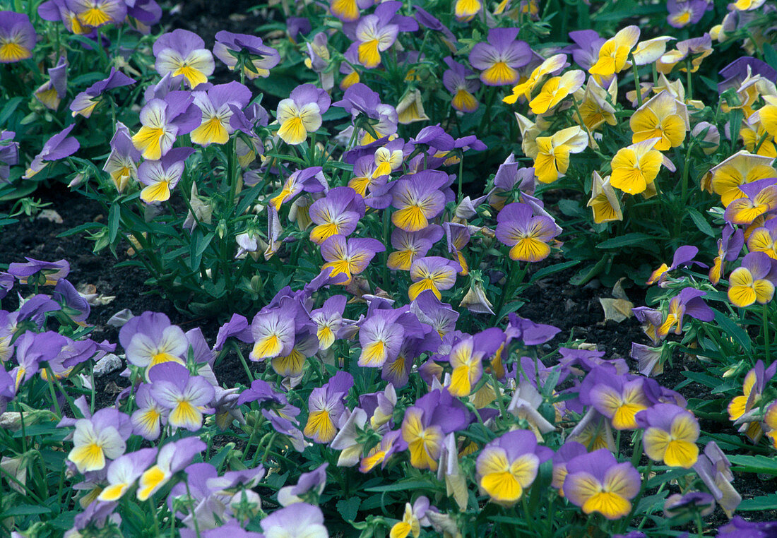 Viola cornuta 'Utime Morpho' (horned violet)