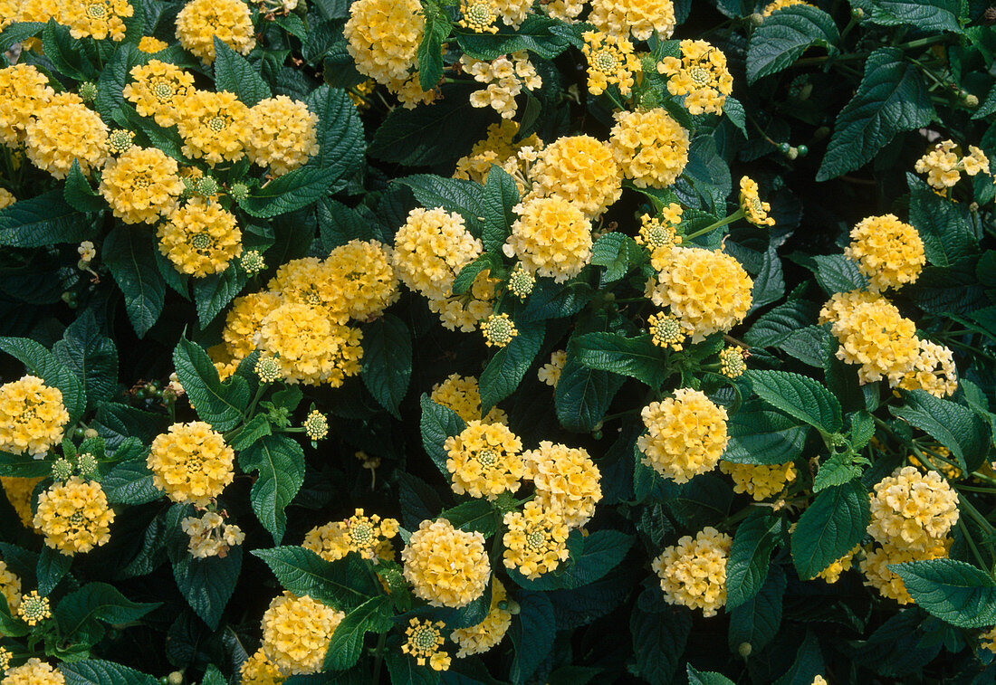 Lantana 'Goldsonne' (Anemone)