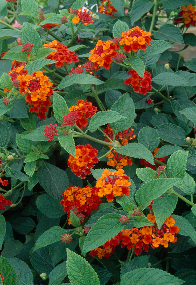 Lantana camara 'Kolibri' Convertible Anemone