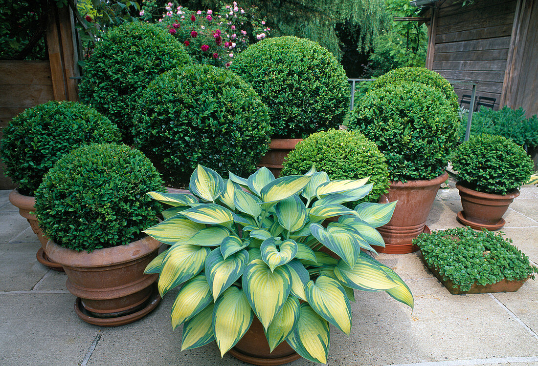 Hosta 'June' Blau-Gold-Funkie, Buxus (Buchs) Kugeln in Terracotta auf Terrasse