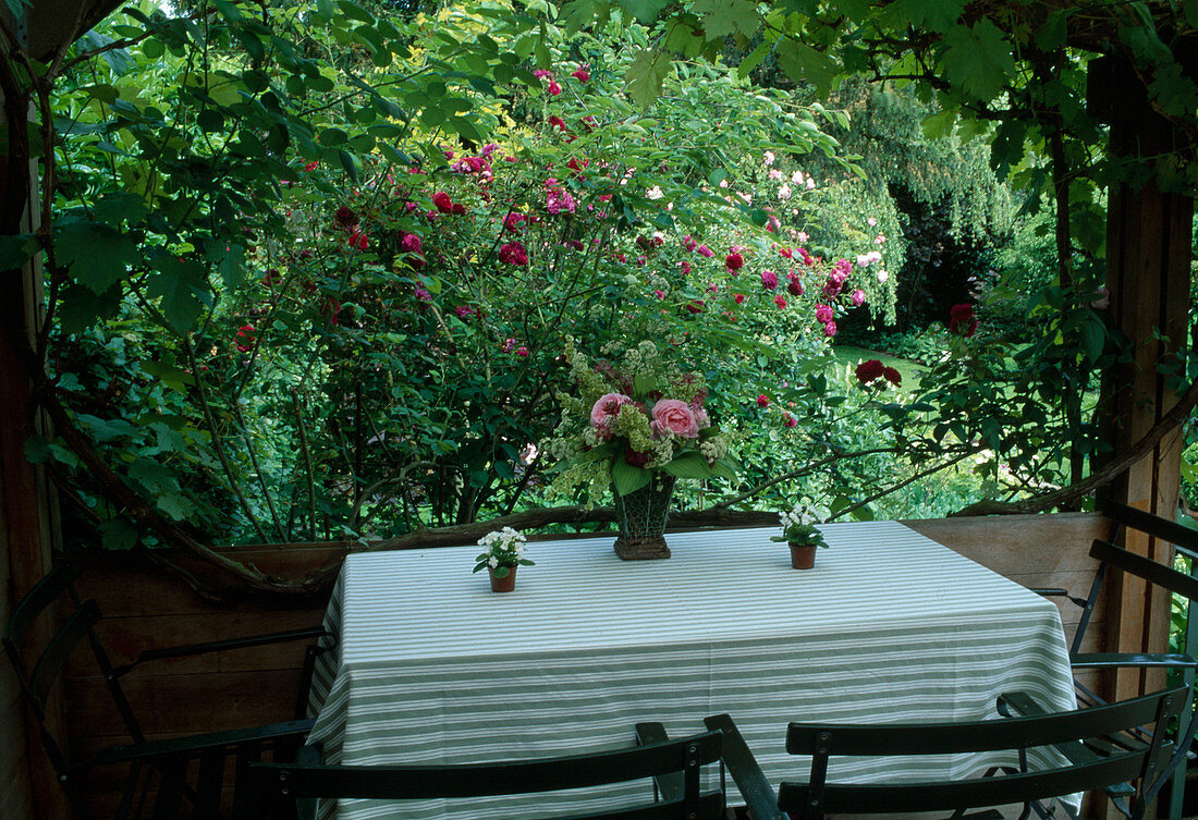 View from the pavilion to Rosa 'Chianti' English rose, shrub rose, single flowering, good fragrance