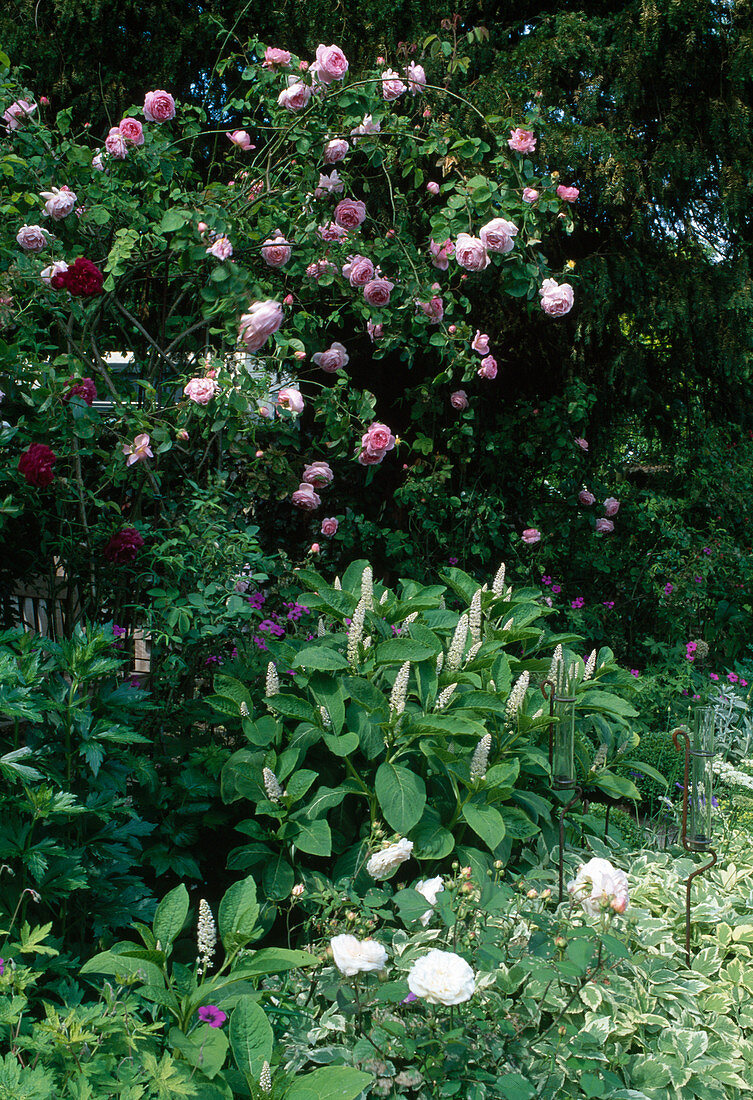 Rosa 'Constance Spry' (Englische Rose, Kletterrose, einmalblühend, duftend), Phytolacca americana (Kermesbeere)