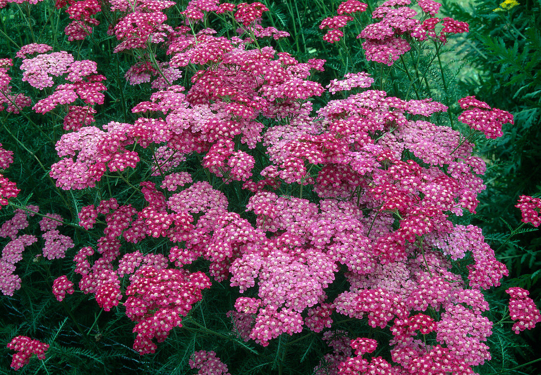 Achillea millefolium 'Kewayi' (yarrow)