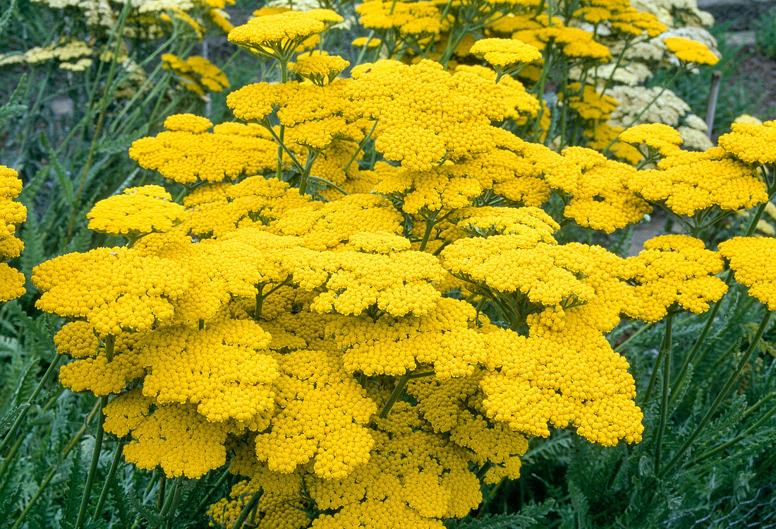 Achillea millefolium 'Coronation Gold' (Yarrow)