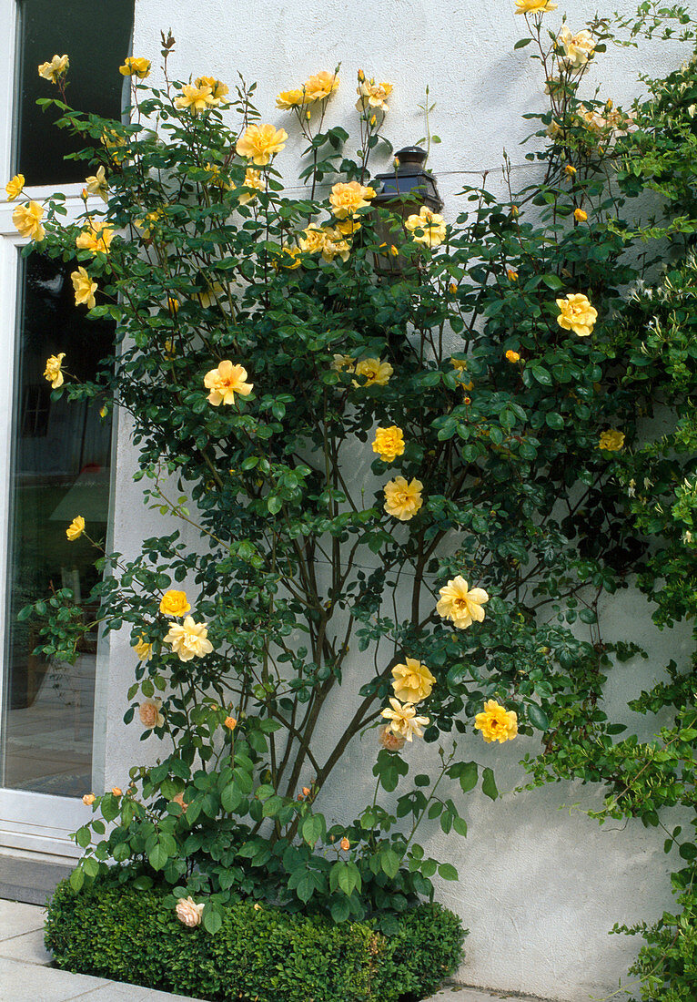 Rosa 'Golden Shower' (Kletterrose), öfterblühend, guter Duft, schattenverträglich, mit Buxus (Buchs) als Einfassung an Hauswand