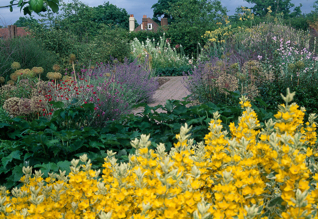 Path between lush beds with Lysimachia, seed heads of Allium, Nepeta and Lychnis coronaria