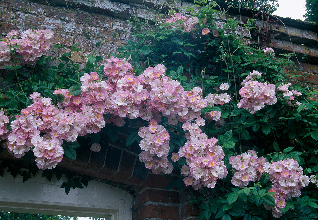 Rosa 'Blush Rambler' syn. 'Apple Blossom', Ramblerrose, Kletterrose, einmalblühend mit leichtem Duft
