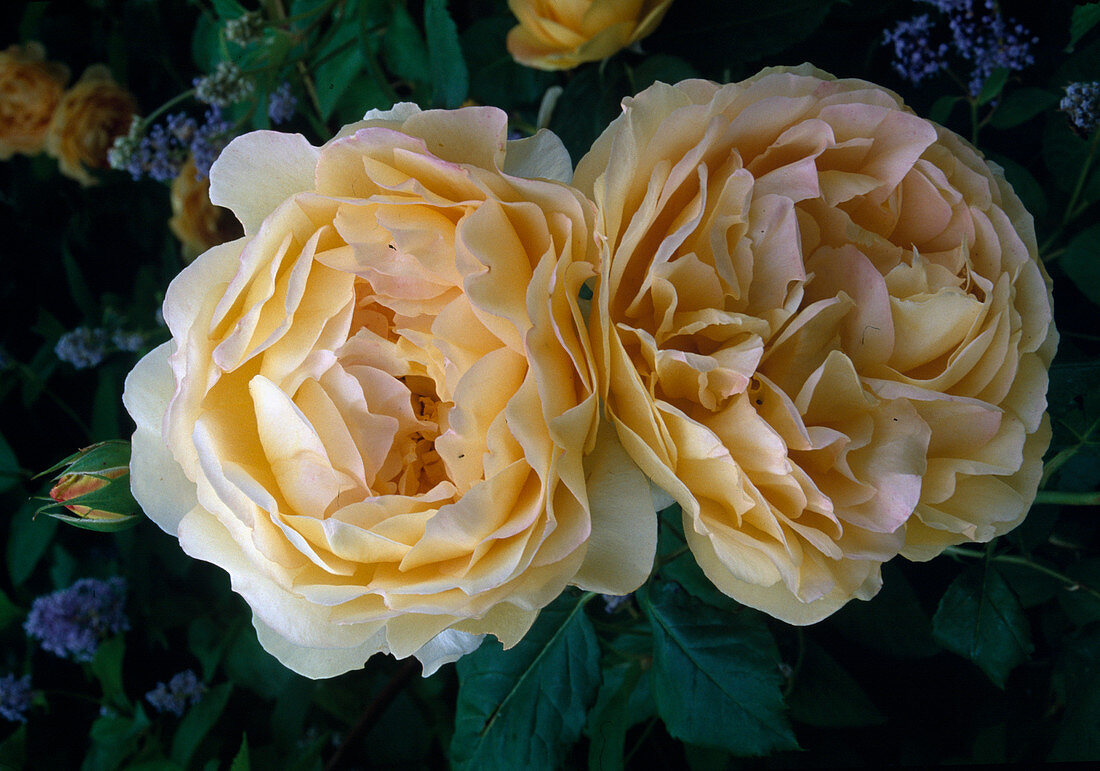 Rosa (English Rose) 'Jude the Obscure' , fragrant, repeat flowering