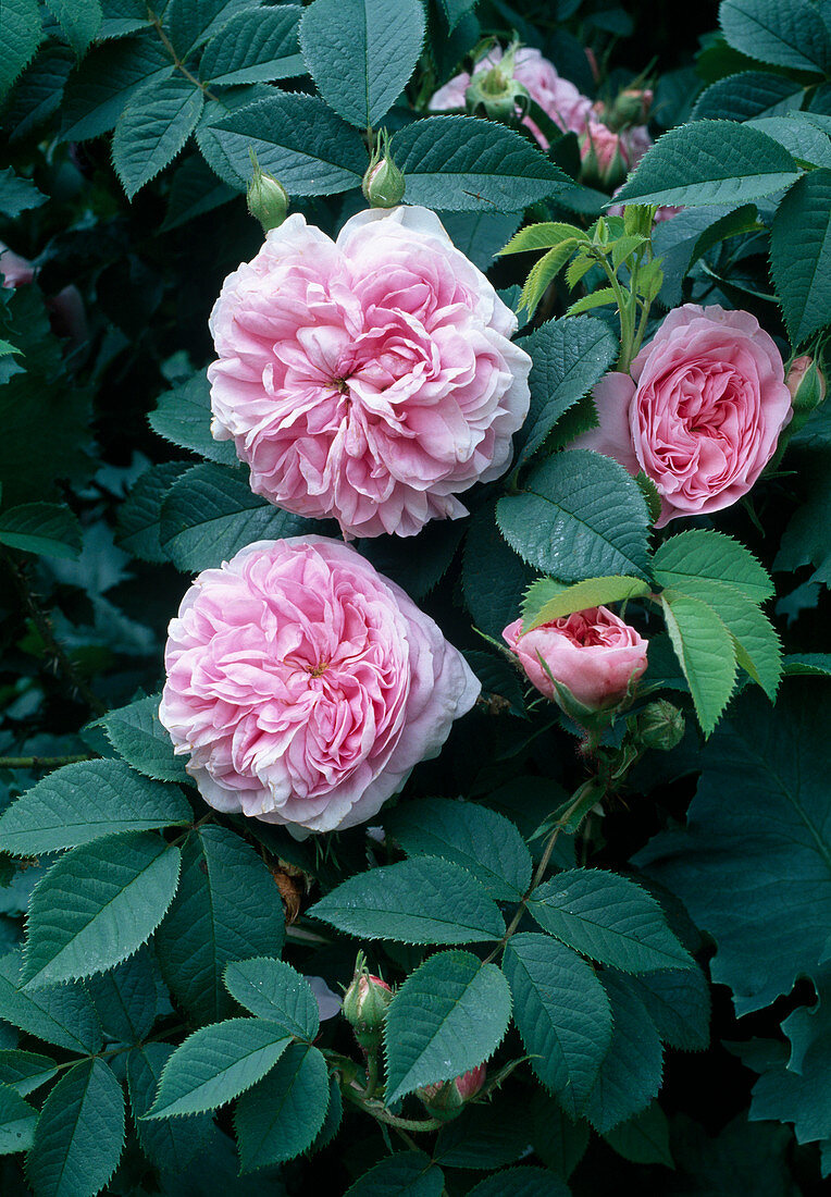 Rosa alba 'Naissance de Venus' syn. 'Queen of Denmark' (rose), robust, single flowering, good fragrance