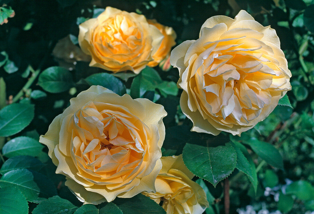 Rose 'Graham Thomas' (English fragrance rose)