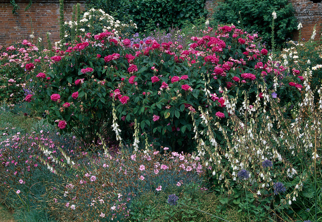 Rosa gallica 'Surpasse Tout', single flowering with strong fragrance, Campanula (bluebells), Dianthus caesius (carnations)