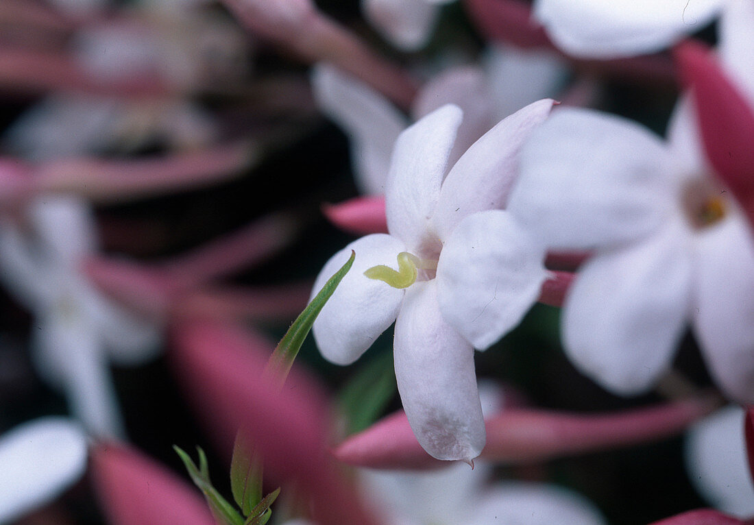 Jasminum polyanthum (Duftjasmin)