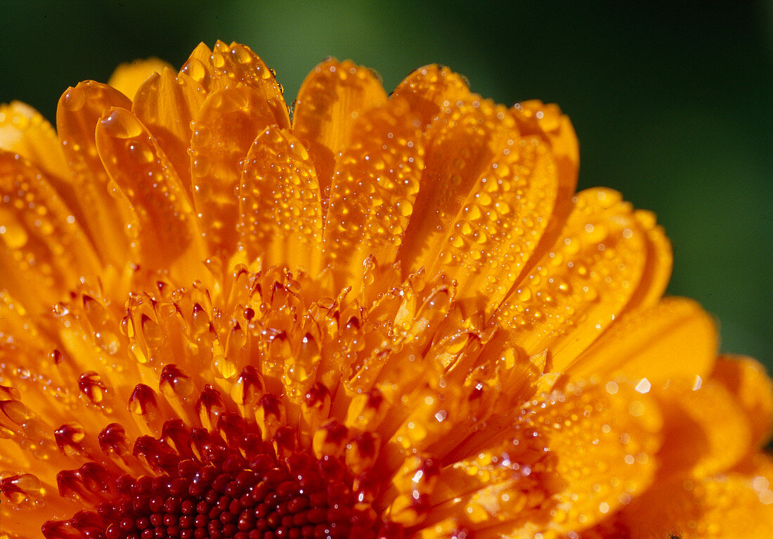 Calendula officinalis 'Kablouna Mix' (marigold) with dew drops