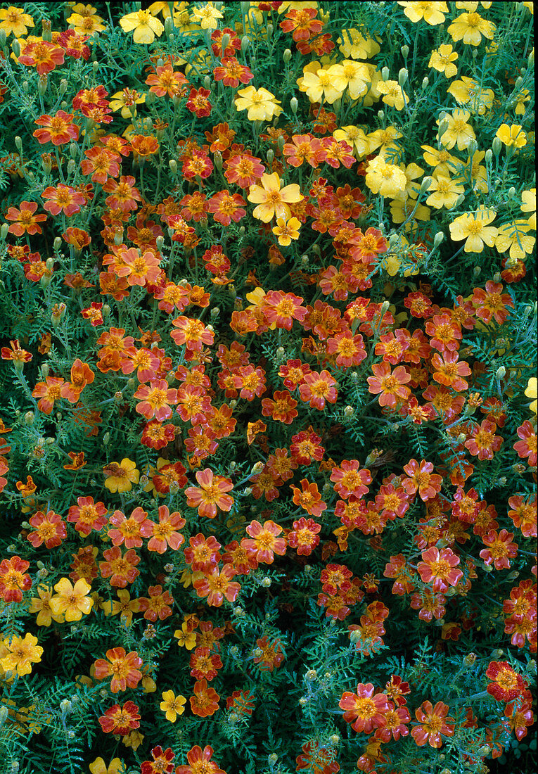 Tagetes tenuifolia 'Starfire' (Studentenblumen)