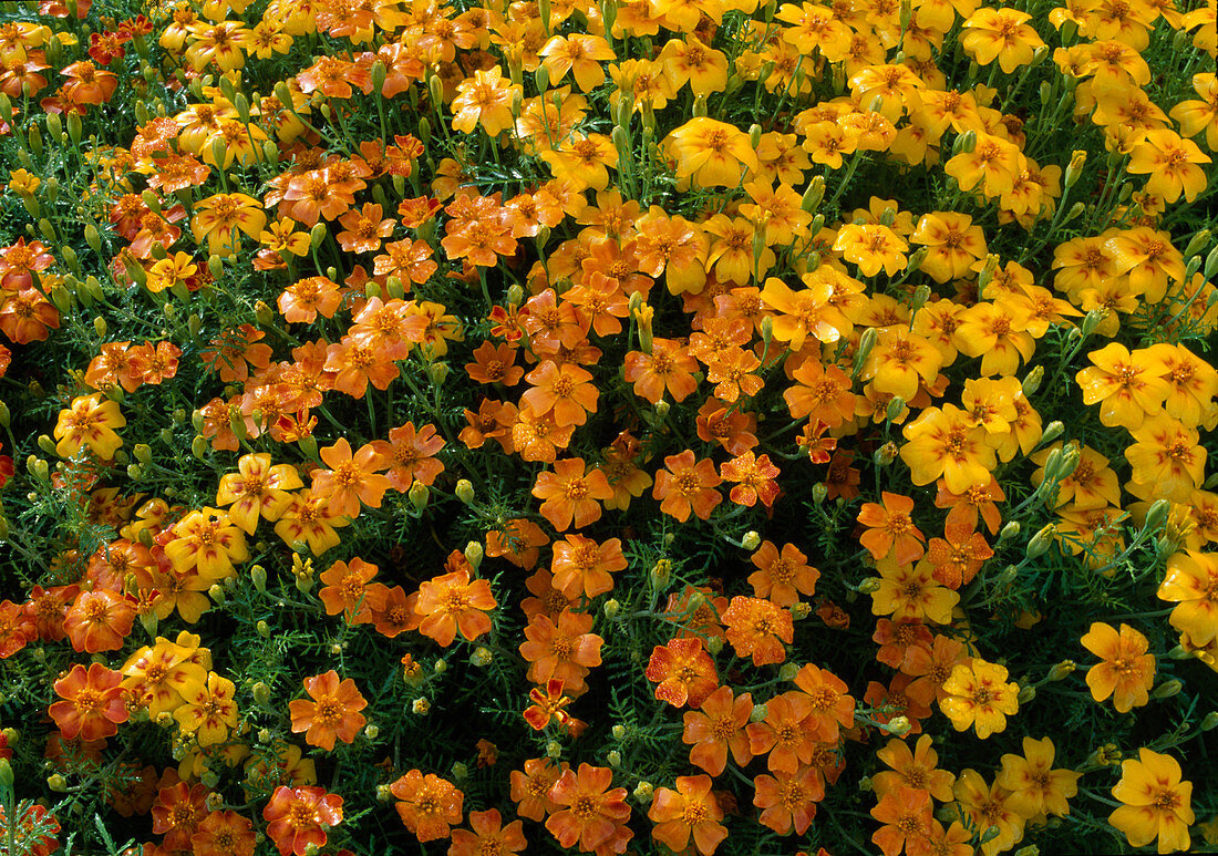 Tagetes tenuifolia 'Starfire' (Studentenblumen)