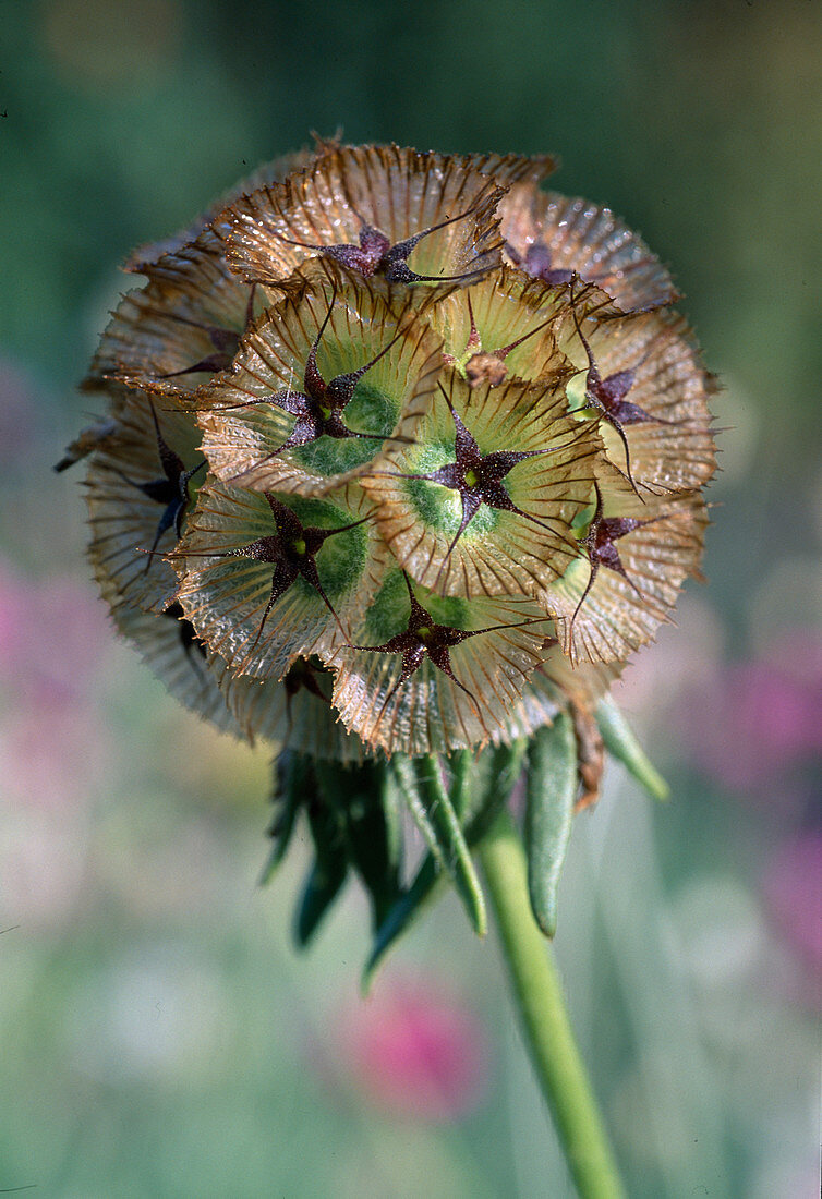 Scabiosa stellata 'Ping Pong' (Sternkugel)