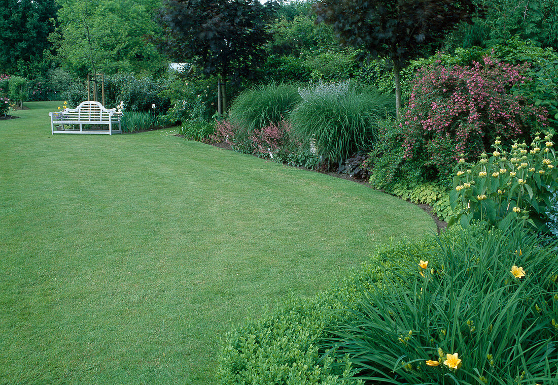 Lawn with herbaceous borders and bench, phlomis (fireweed), escallonia (escallonia), hemerocallis (daylilies), buxus (boxwood), heuchera (purple bellflower), grasses and deciduous trees
