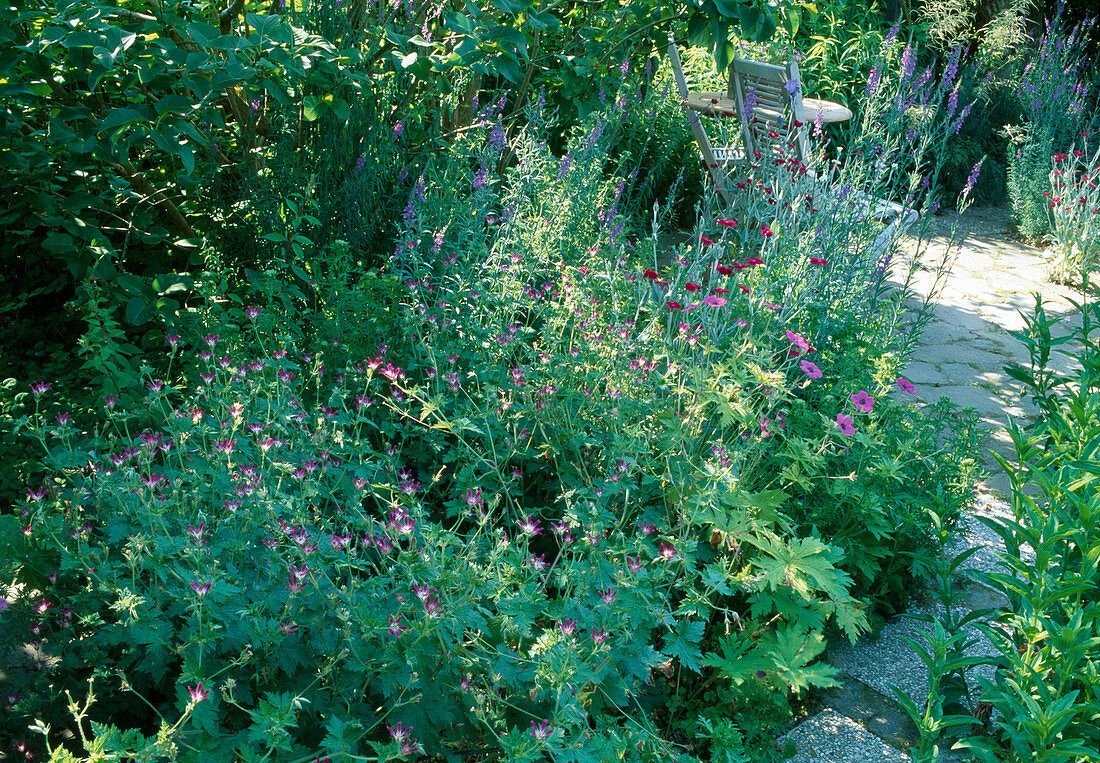 Seat in the garden with Geranium x oxonianum 'Thurstonianum' (cranesbill), Linaria purpurea (purple flaxweed), Lychnis coronaria (coneflower), table, chairs, small terrace