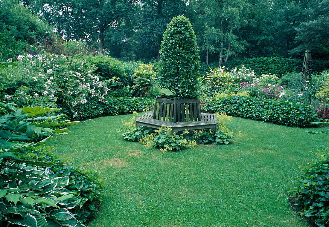 Hexagonal lawn with topiary, tree bank and Alchemilla mollis (lady's mantle) in the centre, Rosa (roses), Mahonia (mahonias), beds bordered with hedges of Hedera helix (ivy)