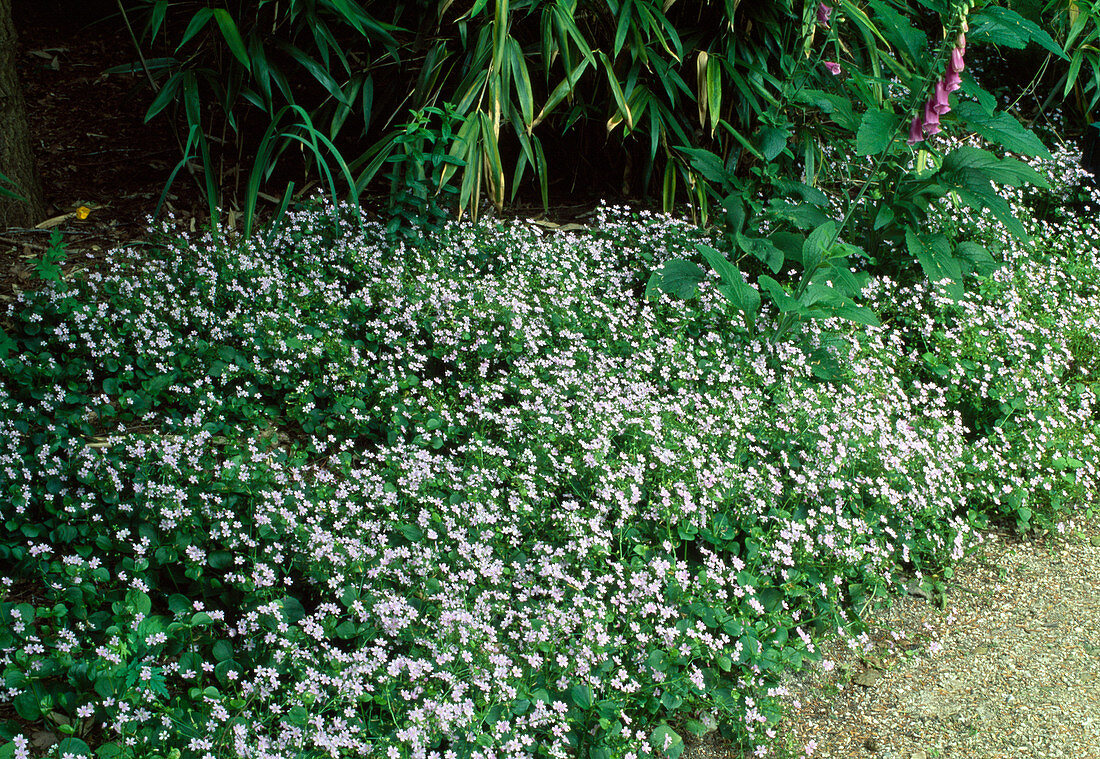 Montia sibirica (Sibirischer Portulak, auch Claytonia sibirica)