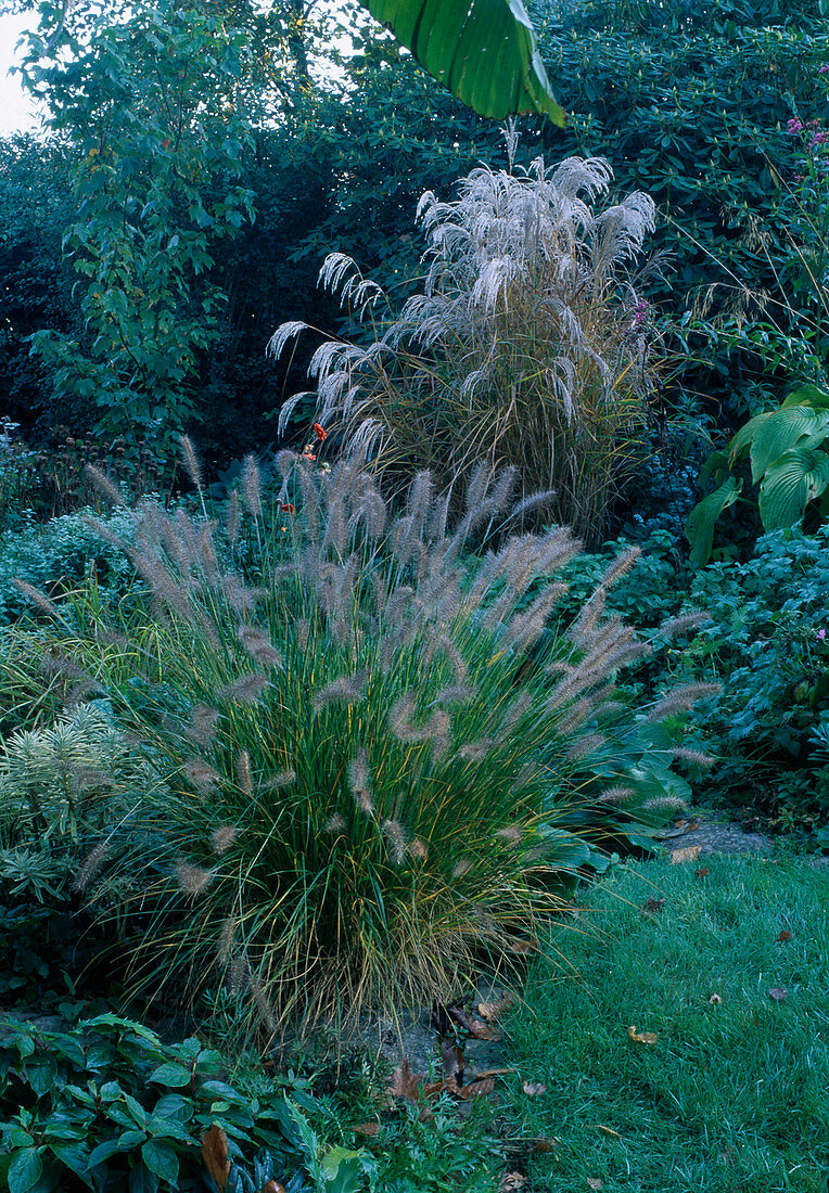 Pennisetum alopecuroides 'Hameln' (feather bristle grass), Miscanthus sinensis (Chinese reed)
