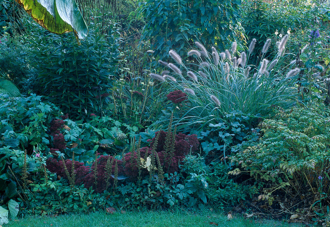 Pennisetum alopecuroides 'Hameln' (Federborstengras), Sedum 'Bertram Anderson' (Fetthenne)