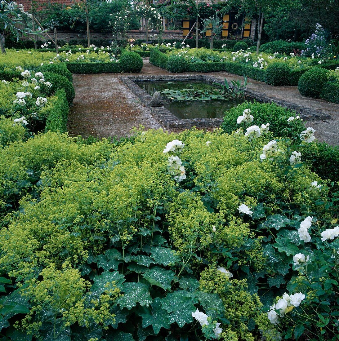 Beete eingefasst mit Buxus (Buchs), bepflanzt mit Alchemilla mollis (Frauenmantel) und Rosa 'Schneewittchen'(Strauchrosen), gemauertes Wasserbecken mit Nymphaea (Seerosen)