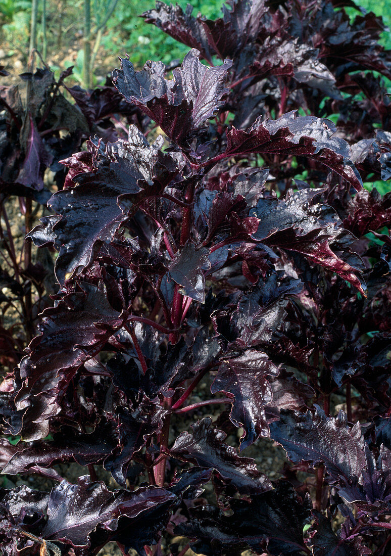 Red Basil 'Purple Ruffles' (Ocimum basilicum)