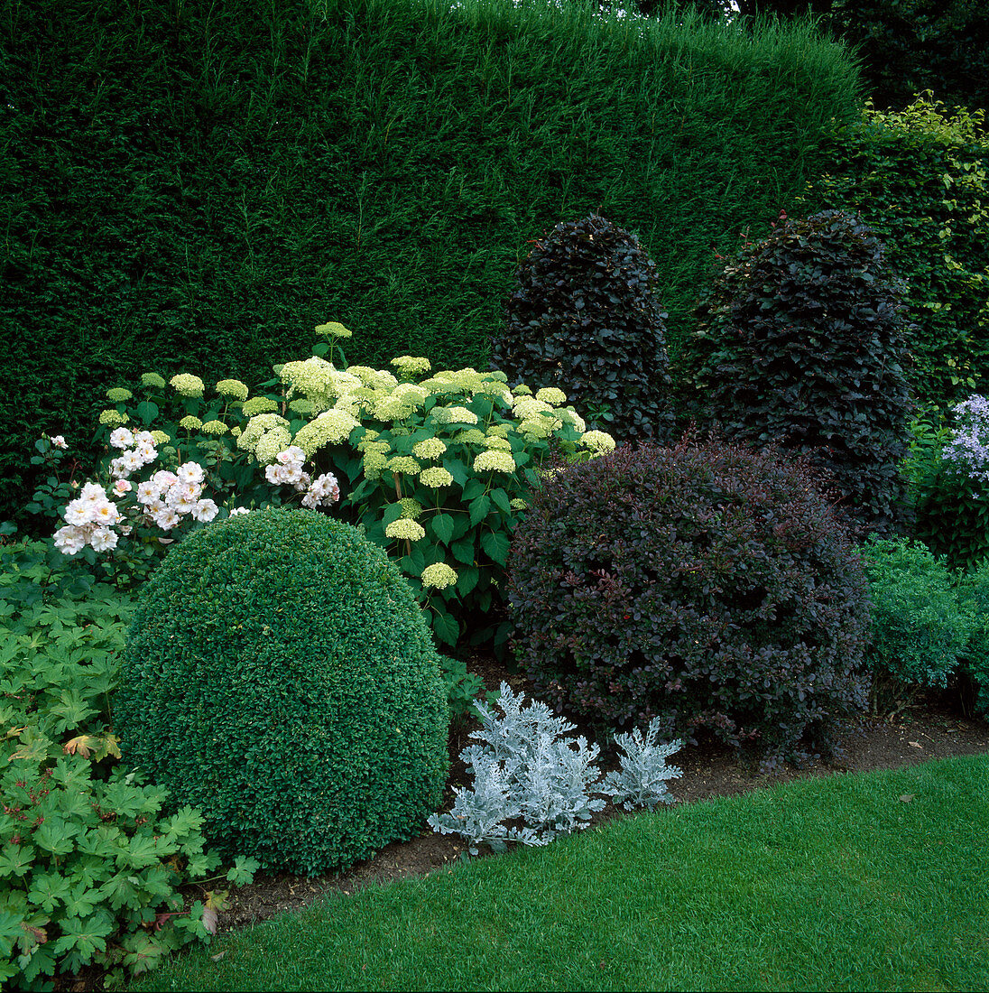 Hydrangea 'Annabelle' (shrub hydrangea), rose 'Lady of the Dawn' (rose), Berberis (blood barberry) and Buxus (box) cut as a ball, Fagus (blood beech) - beech in bed in front of conifer hedge