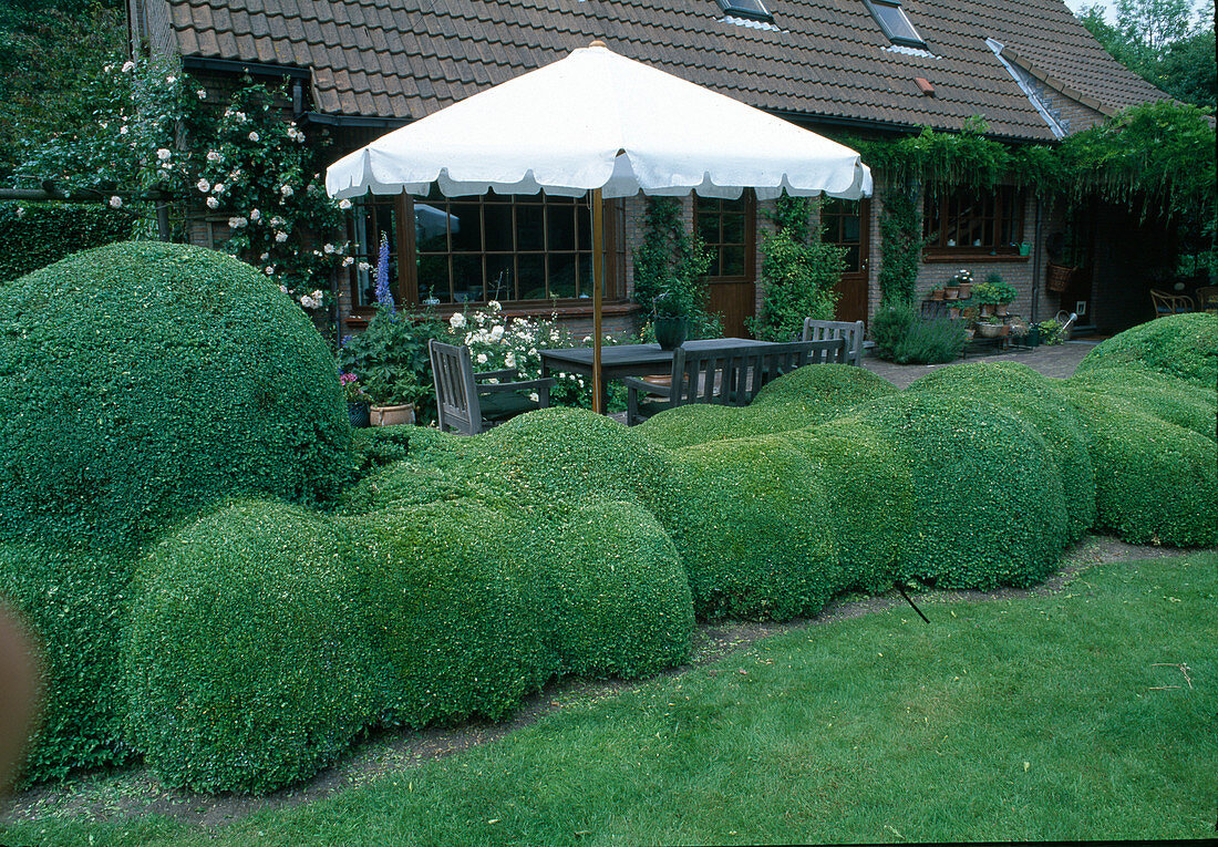 Seat on terrace with hedge of Buxus (box) in cloud cut