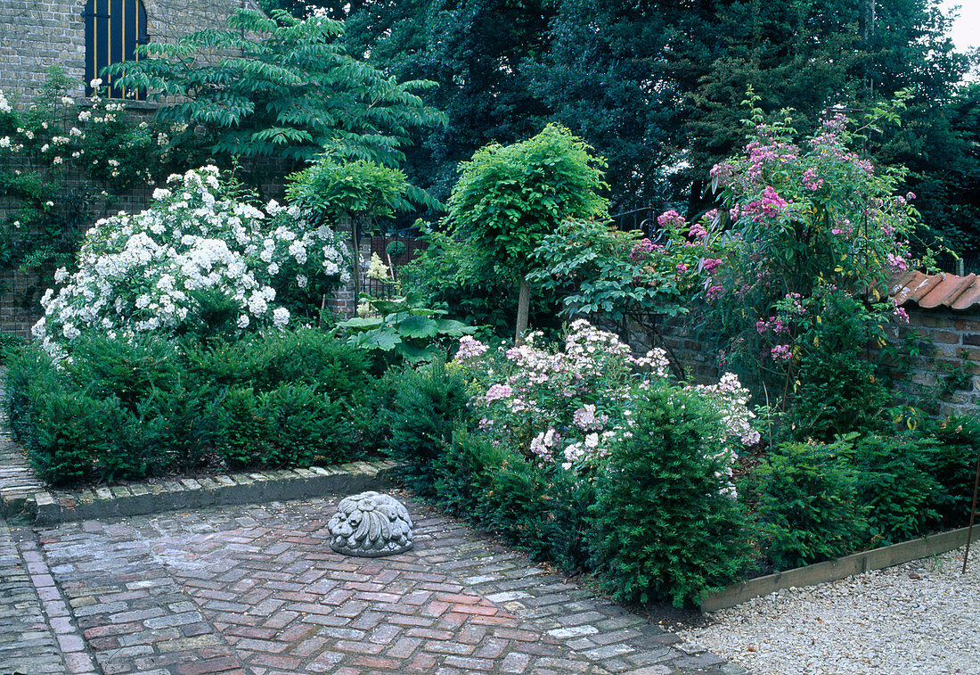 Rosa 'Pleine de Grâce' 'Ballerina'(roses) in bed with Taxus (yew) as border, Robinia 'Umbraculifera' (globe robinia), Rheum (ornamental rhubarb), brick pavement