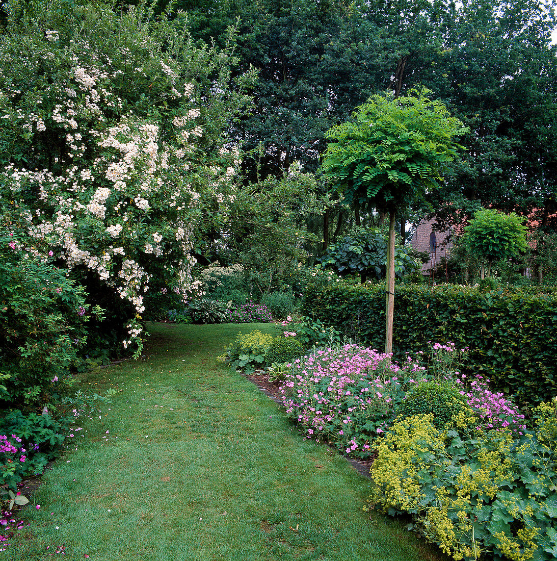 Rosa 'Toby Tristram' climbing rose, rambler rose, single flowering, musky fragrance, Alchemilla mollis (lady's mantle), Geranium (cranesbill), Robinia pseudoacacia 'Umbraculifera' (globe robinia, globe acacia)