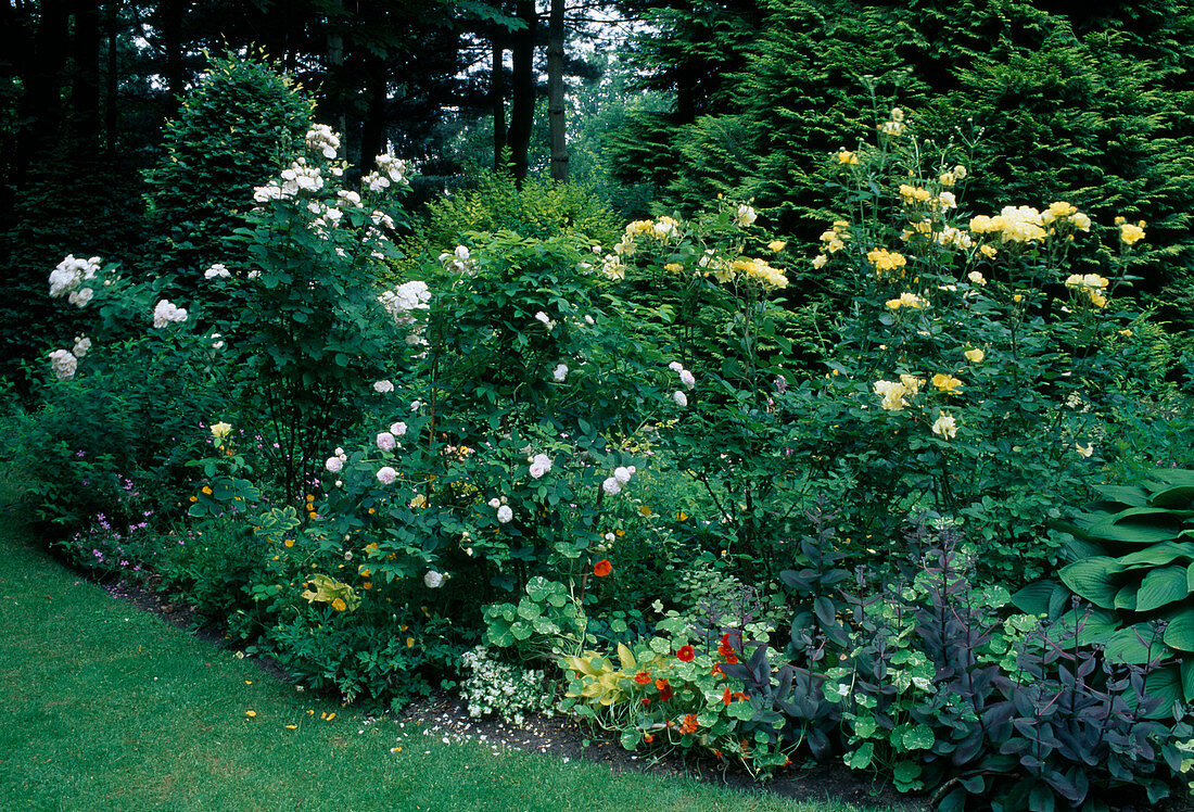 Rosa 'Golden Garette' (shrub rose) and 'Felicité Parmentier' (historical rose), single flowering, very good fragrance, Tropaeolum (nasturtium)