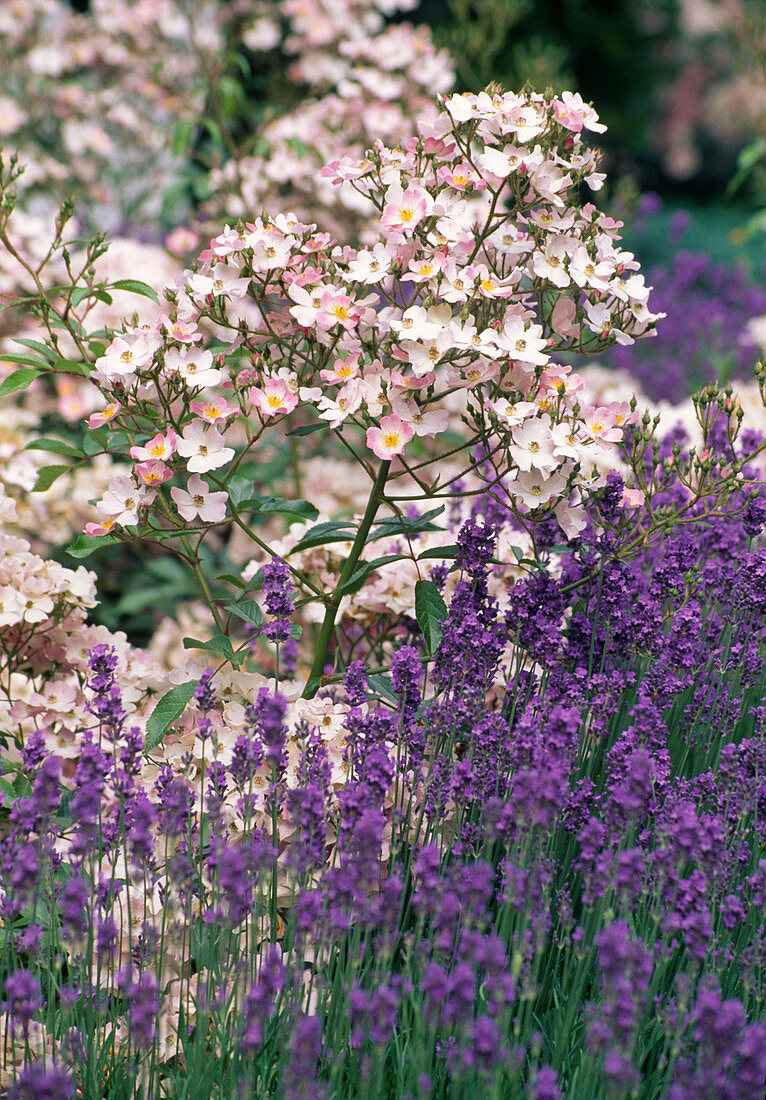 Rosa moschata 'Ballerina' (Strauchrose), öfterblühend, kaum duftend, Lavandula angustifolia (Lavendel)