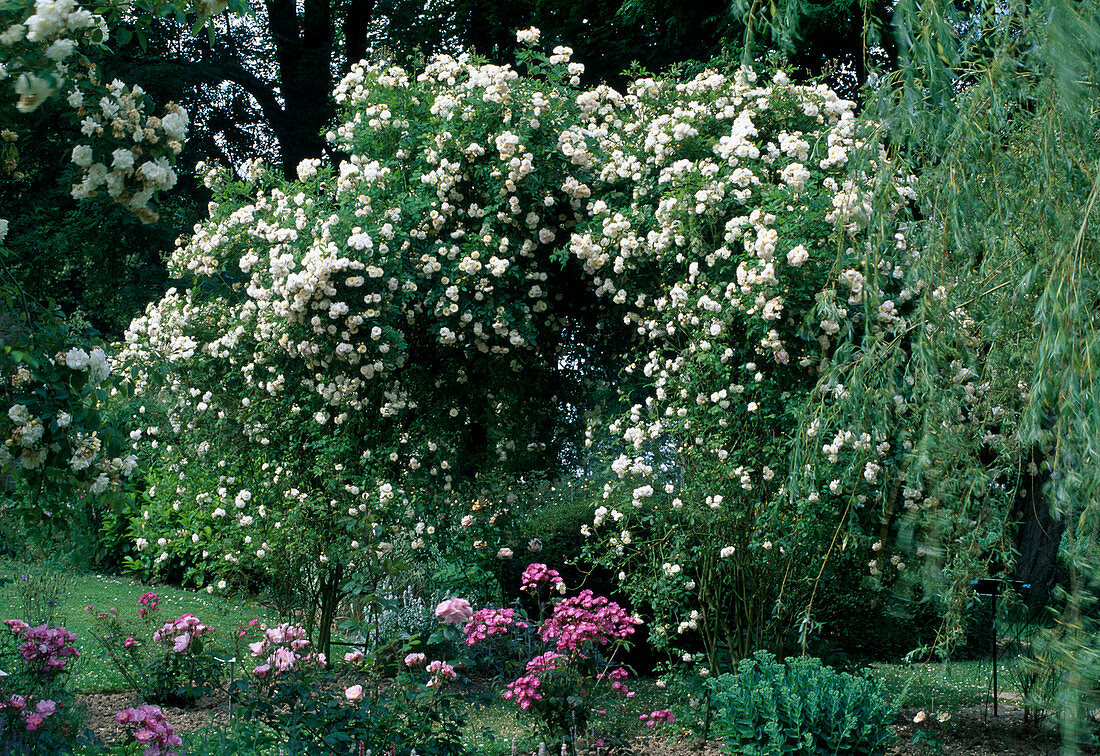 Rosa 'Alister Stella Gray'(Climbing rose, rambler rose), repeat flowering with fragrance